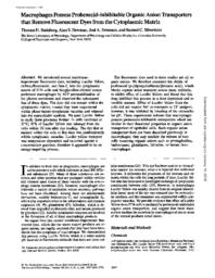 thumnail for J_Cell_Biol-1987-Steinberg-2695-702.pdf