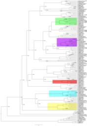 thumnail for Figure S5 caenorhabditis diploscapter tree.pdf