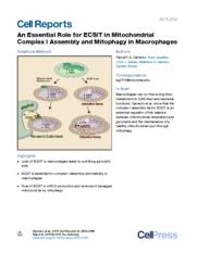 thumnail for An Essential Role for ECSIT in Mitochondrial Complex I Assembly and Mitophagy in Macrophages.pdf