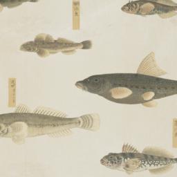 Group of Eight Fish from th...