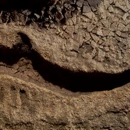 Shoe print.