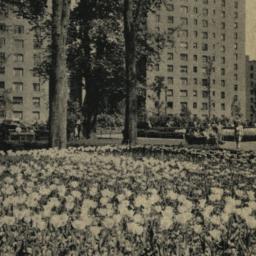 Parkchester - Tulip Time