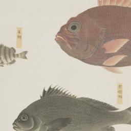 Group of Three Fish from th...