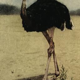 African Ostrich New York Zo...