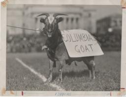 Columbia Goat