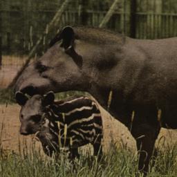 South American Tapir and Yo...