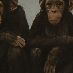 Chimpanzees New York Zoolog...