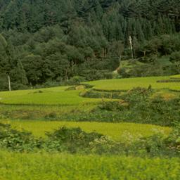 Fields with pine-covered mo...