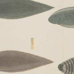 Group of Four Fish from the...