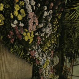 Chrysanthemum Display, Bron...