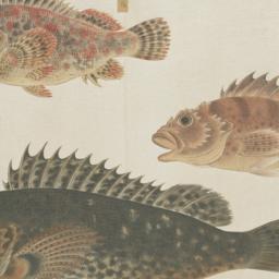 Group of Four Fish from the...