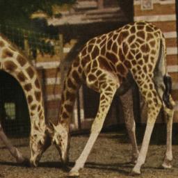 Giraffes Feeding New York Z...