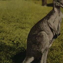 Great Gray Kangaroo, New Yo...