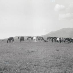 Round-up, Mescalero, New Me...