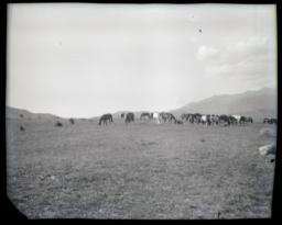 Round-up, Mescalero, New Mexico