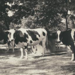 Dairy Herd, Holsteins