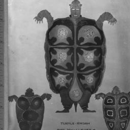 turtle rajah and his slaves